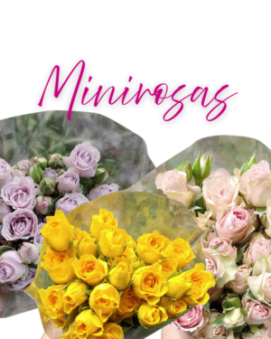 Minirosas