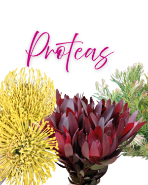 Proteas