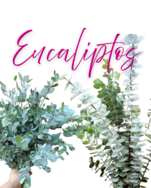 Eucaliptos
