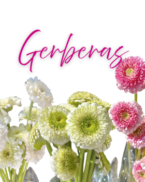 Gerberas